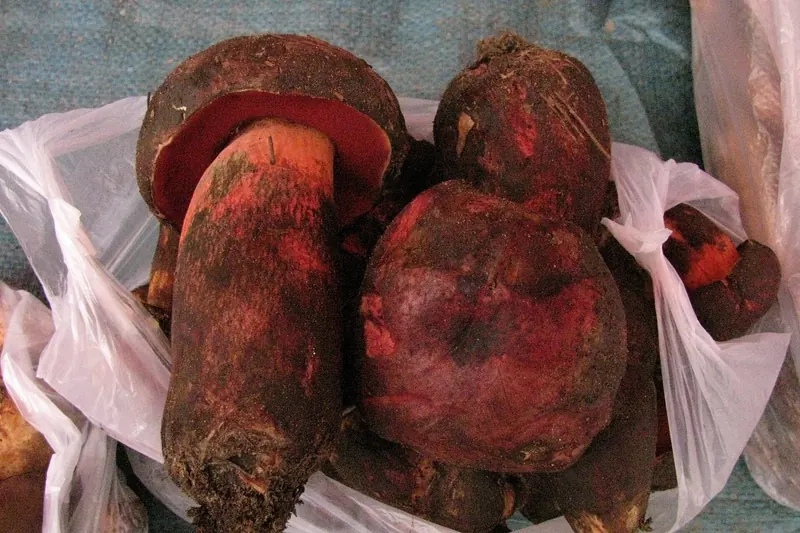 A prized wild bolete mushroom foraged in Yunnan's forests