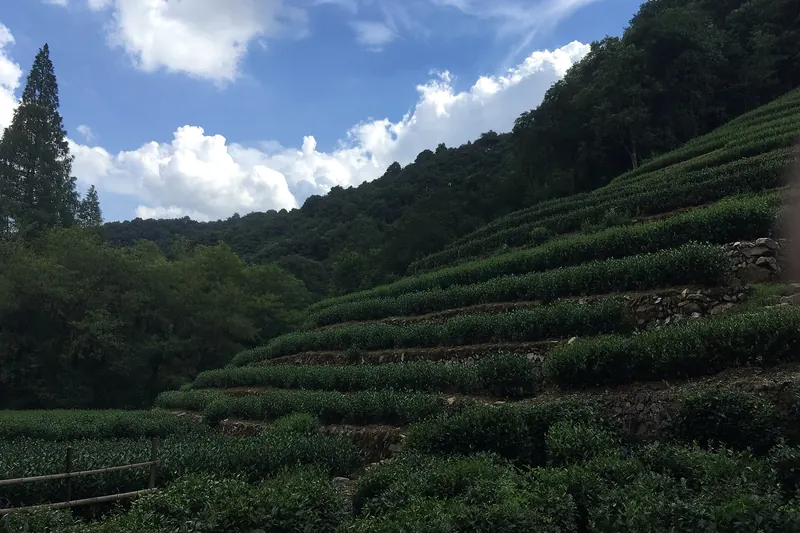 Terraced tea plantations in the Longjing tea village