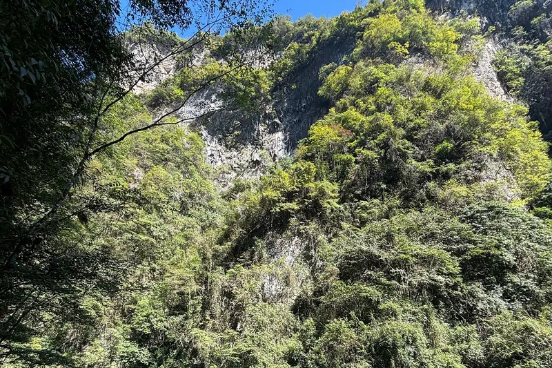The steep, forested walls of Zhangjiajie Grand Canyon