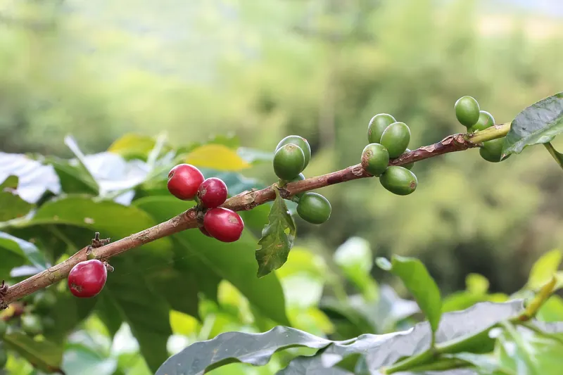 Ripe red coffee berries on a branch in a Colombian coffee farm