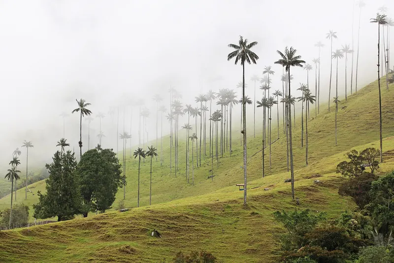 Tall wax palms rising from green hills in the Cocora Valley