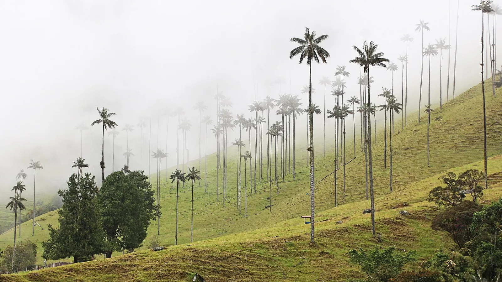 Tall wax palms rising from green hills in the Cocora Valley