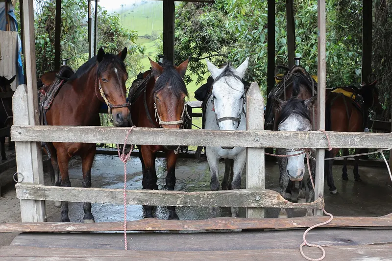 Horses grazing among the wax palms of the Cocora Valley
