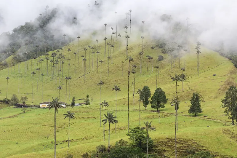 The tall wax palms of the Cocora Valley rising from green meadows
