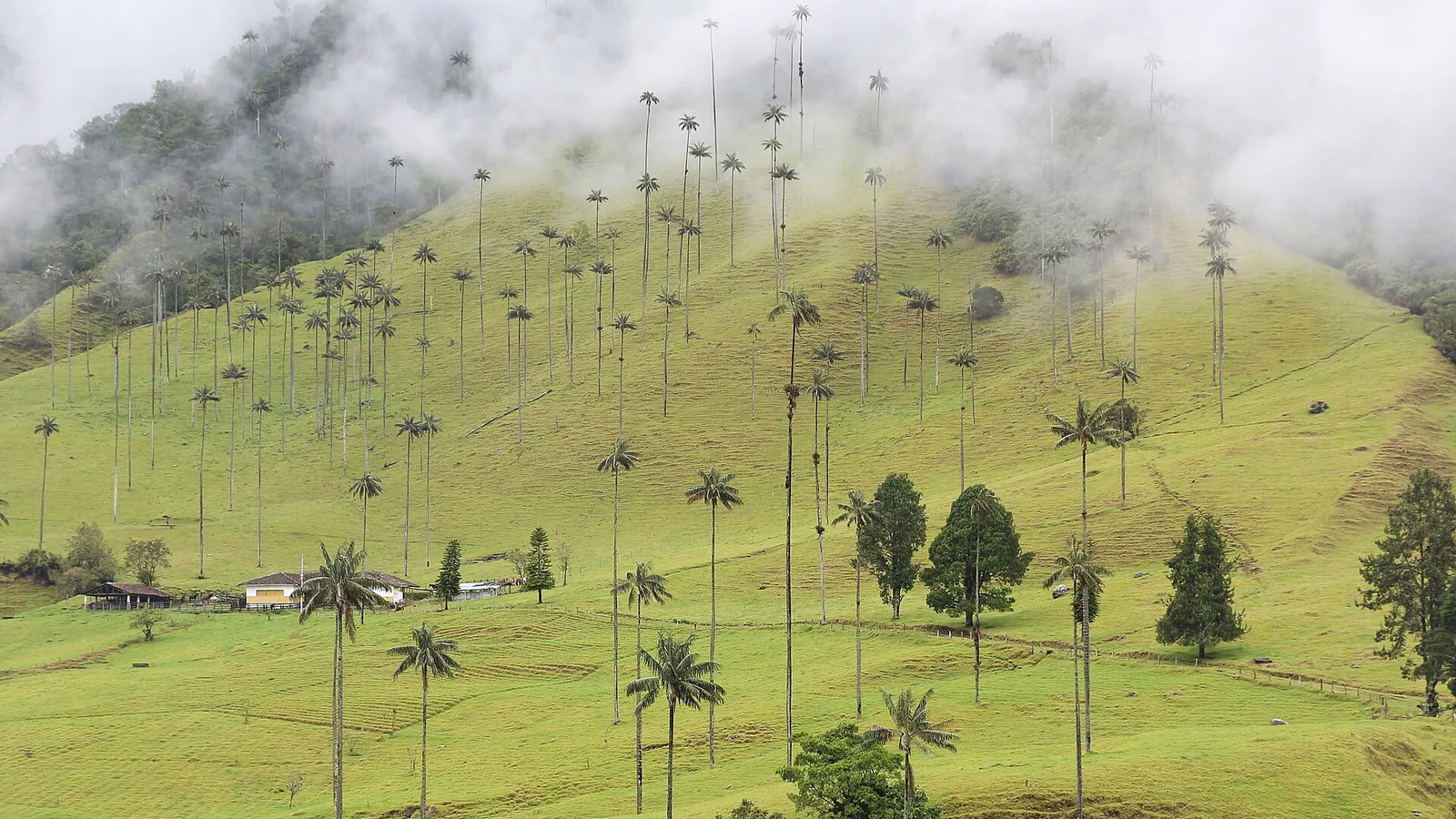 The tall wax palms of the Cocora Valley rising from green meadows