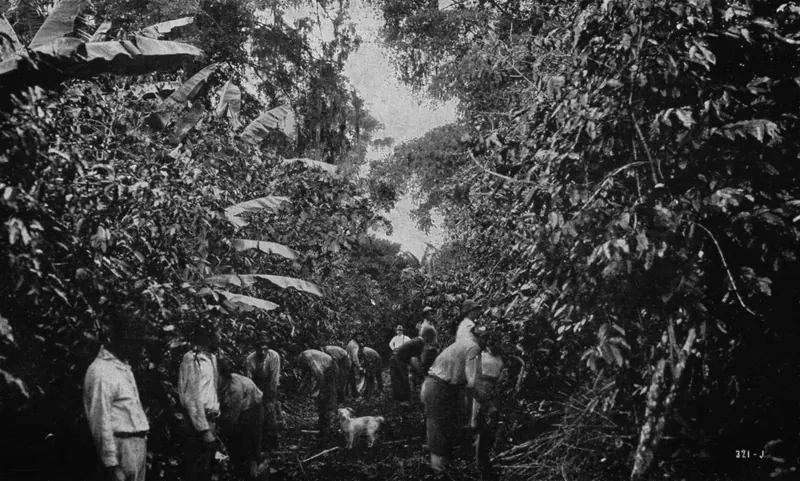 A coffee plantation in Costa Rica