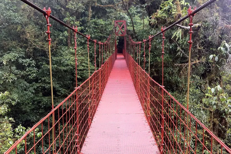 A hanging bridge through the rainforest canopy