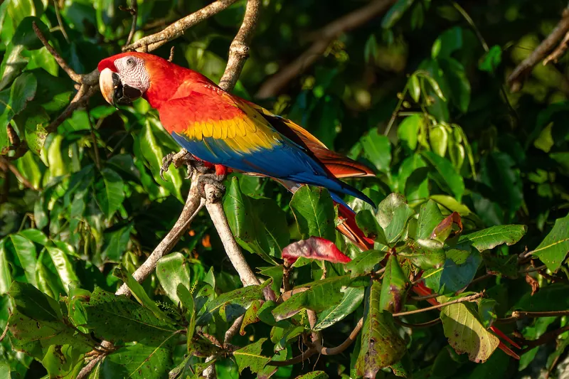 Scarlet macaws near a beach on the Pacific coast