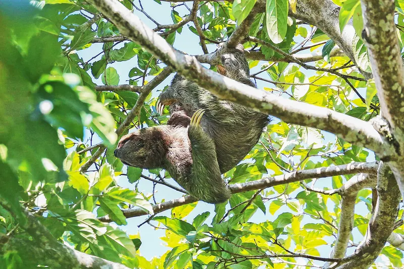 A pale-throated sloth in Costa Rica