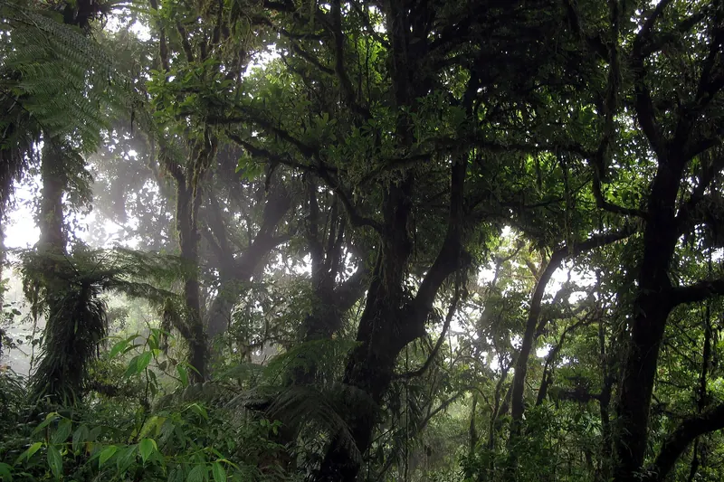 Cloud forest in the Monteverde reserve