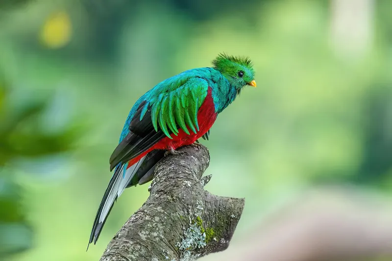 A resplendent quetzal perched in the cloud forest