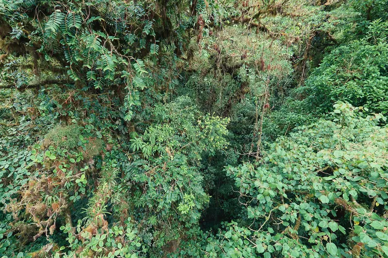 The misty Monteverde cloud forest