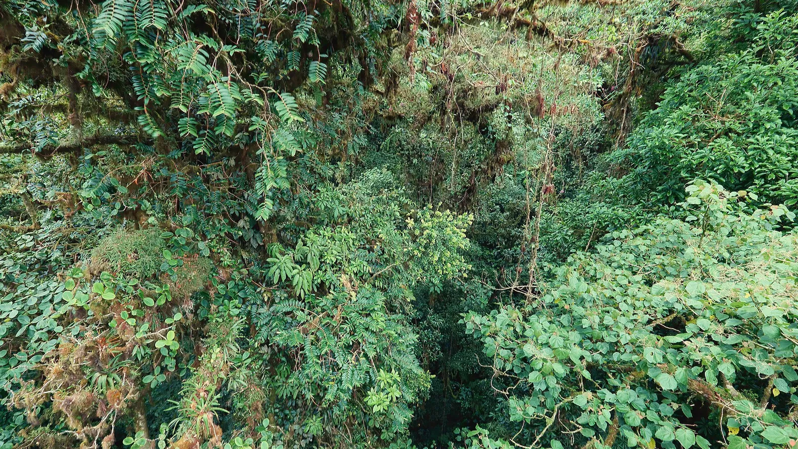 The misty Monteverde cloud forest