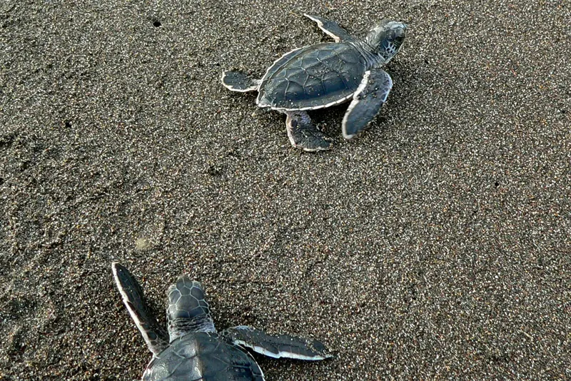 Green turtle hatchlings heading to the sea