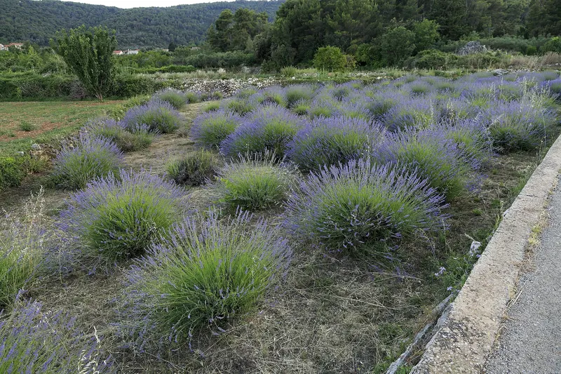 Lavender fields in bloom on Hvar