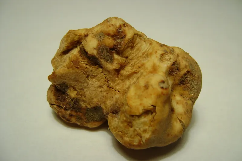 A white truffle, prized in Istrian cuisine