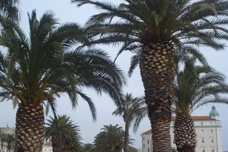The palm-lined Riva promenade in Split