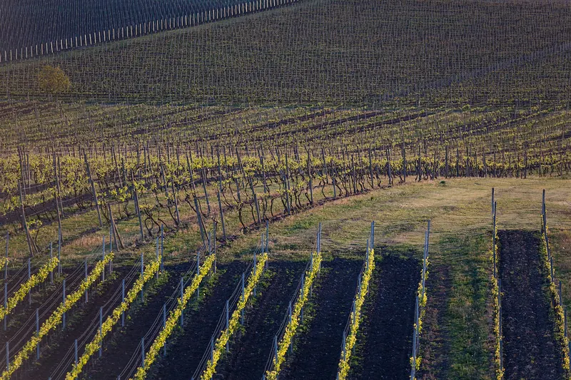 Vineyards in the wine country around Lednice-Valtice