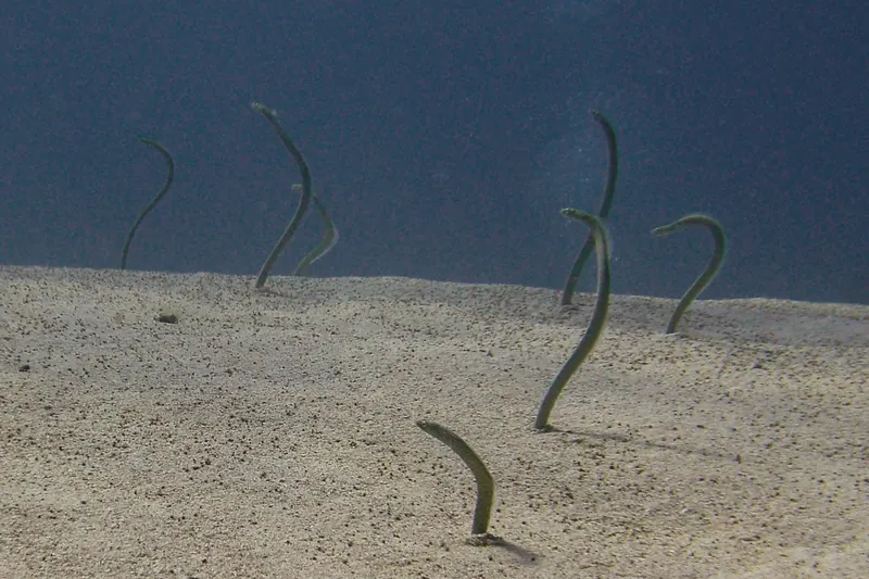 Garden eels at Dahab's Eel Garden dive and snorkel site