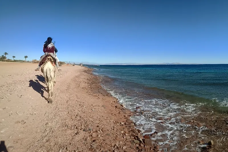 A camel safari near Dahab