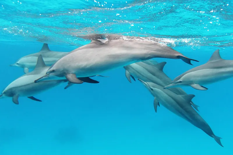 Spinner dolphins at Shaab El Erg near Hurghada