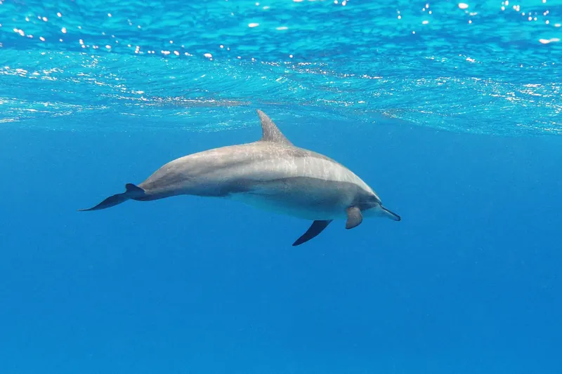 A spinner dolphin near Hurghada