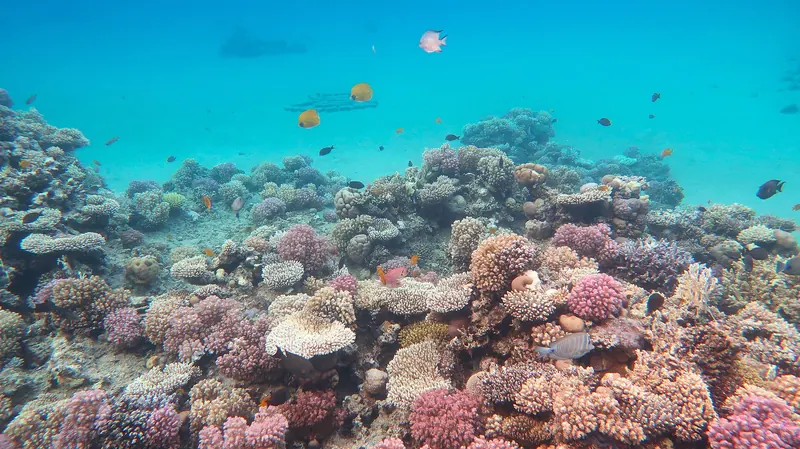 Coral reef formations near Sharm El Sheikh