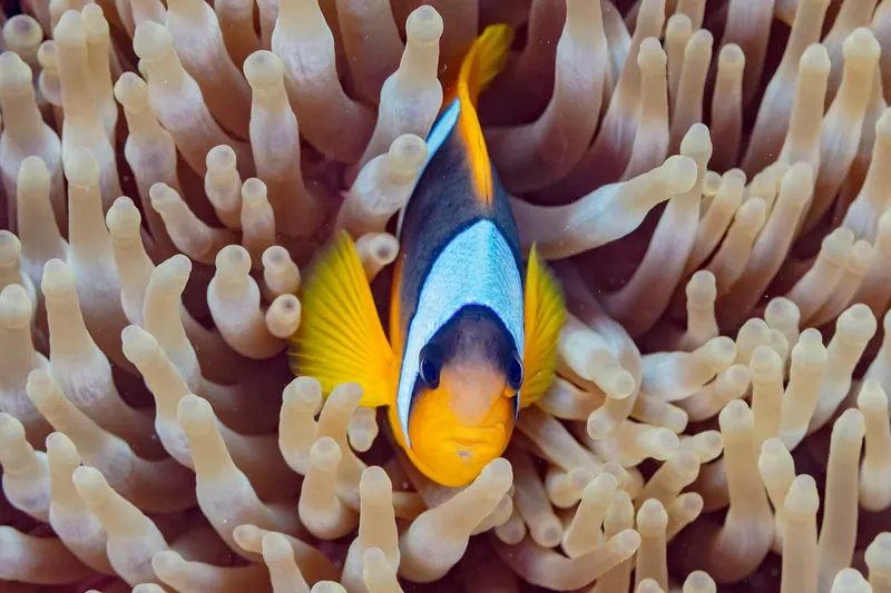 Clownfish sheltering in a sea anemone in the Red Sea