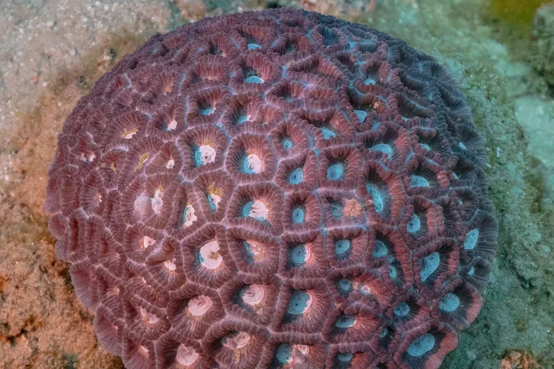 Coral at Ras Mohammed National Park