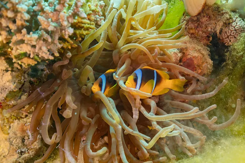 Clownfish in an anemone at Ras Mohammed