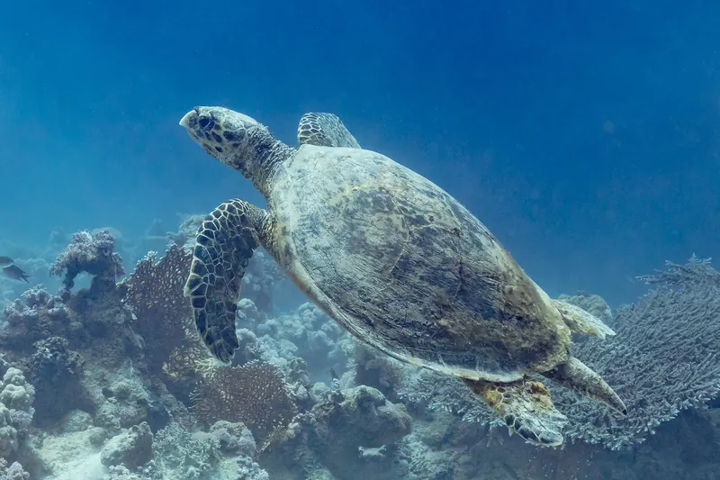 A hawksbill sea turtle in the Red Sea