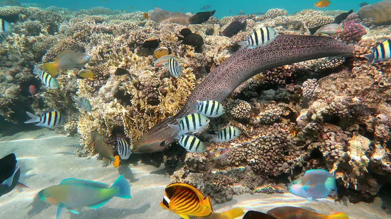 A moray eel in the Red Sea near Sharm El Sheikh