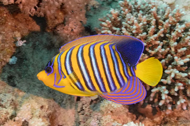 A royal angelfish on the reef near Sharm El Sheikh
