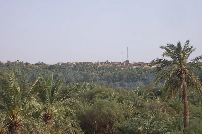 Palm groves in Bahariya Oasis