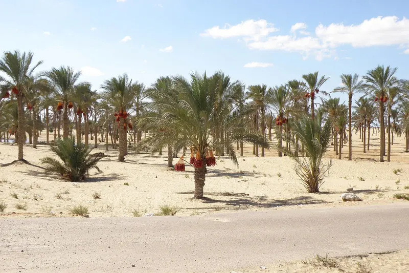 Fresh dates, a Siwa Oasis speciality