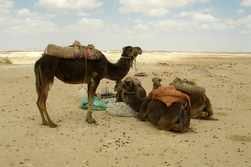 Camels in Egypt's White Desert
