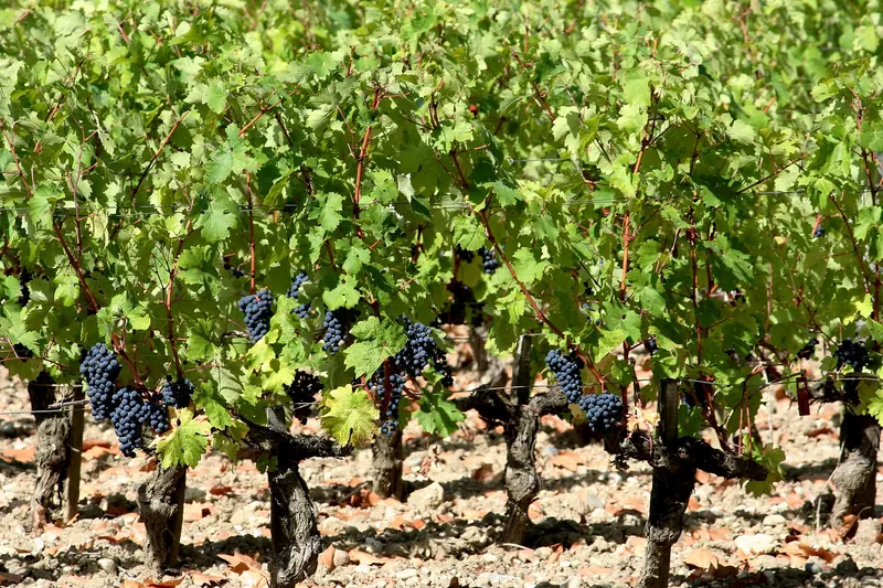 Cabernet Sauvignon vines at Château Margaux in the Médoc