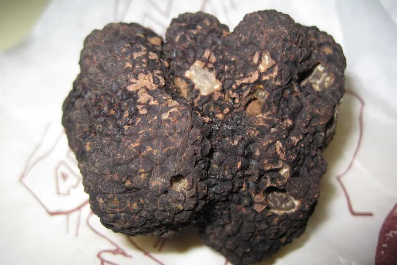 A black truffle, Tuber melanosporum
