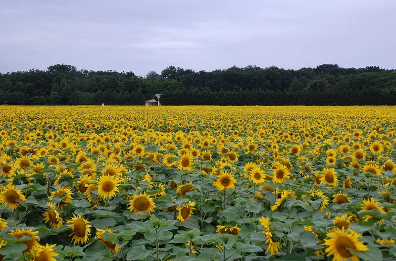 A sunflower field on the plateau above the Loire near Vineuil
