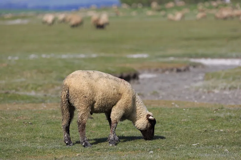 Sheep grazing the tidal salt meadows around Mont-Saint-Michel