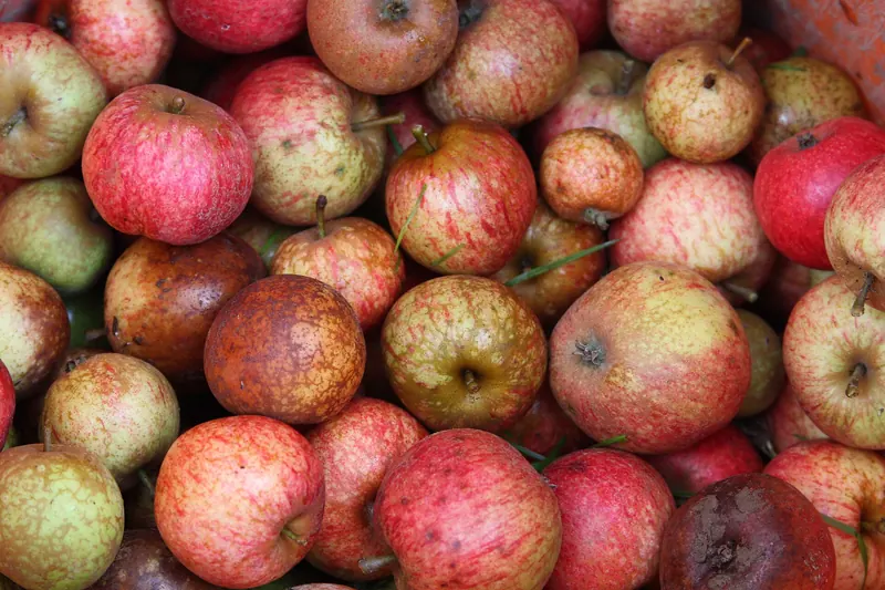 A heap of cider apples at harvest