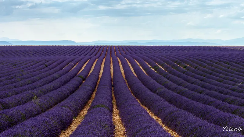 Rows of lavender in flower on the Valensole plateau