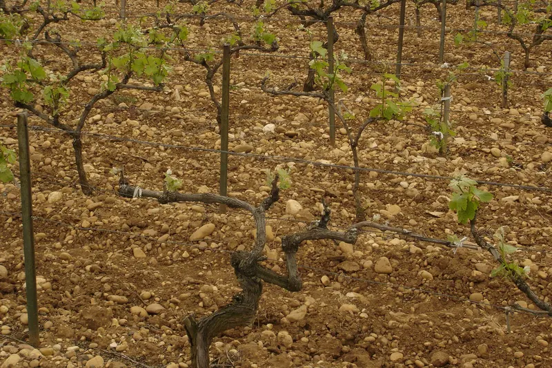 Vines growing over the stony ground of a Châteauneuf-du-Pape vineyard