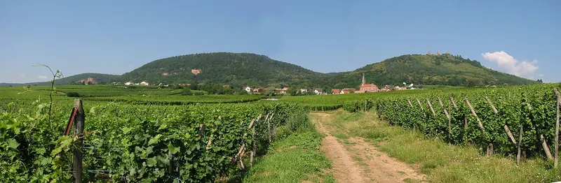 Vineyards along the Alsace wine route below the Vosges