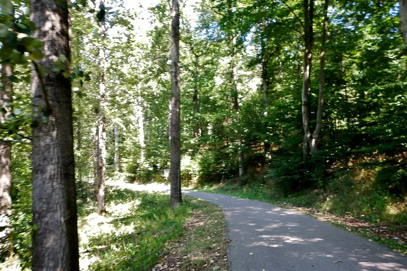 A tree-lined cycle path through a river valley