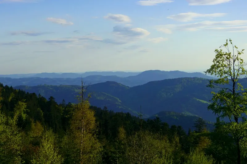 Dense fir forest covering the rolling hills of the Black Forest