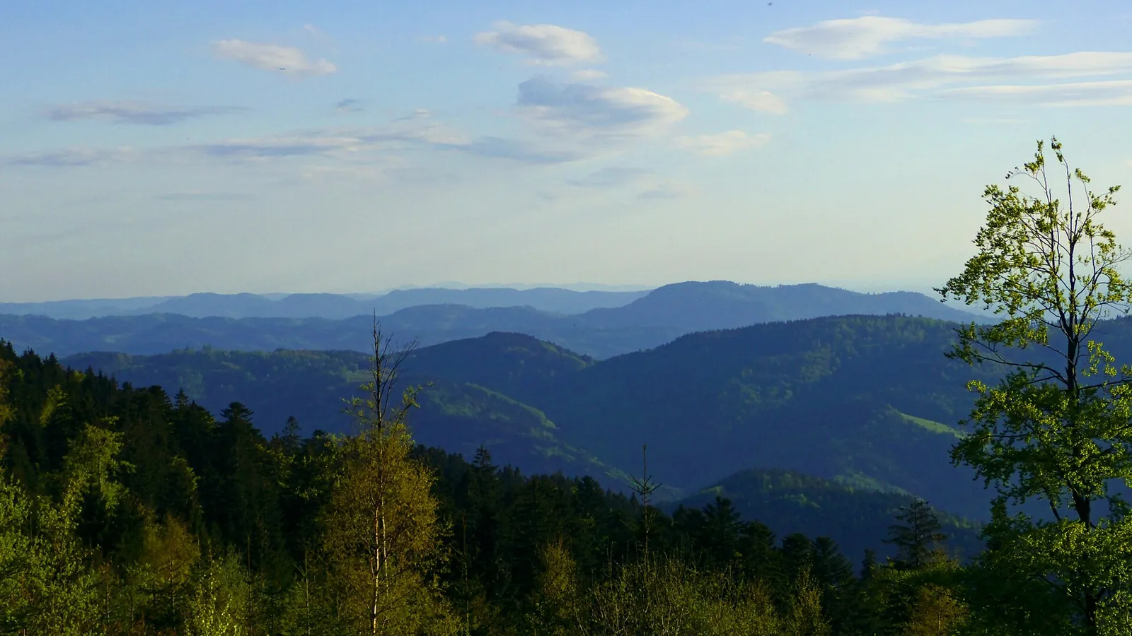 Dense fir forest covering the rolling hills of the Black Forest