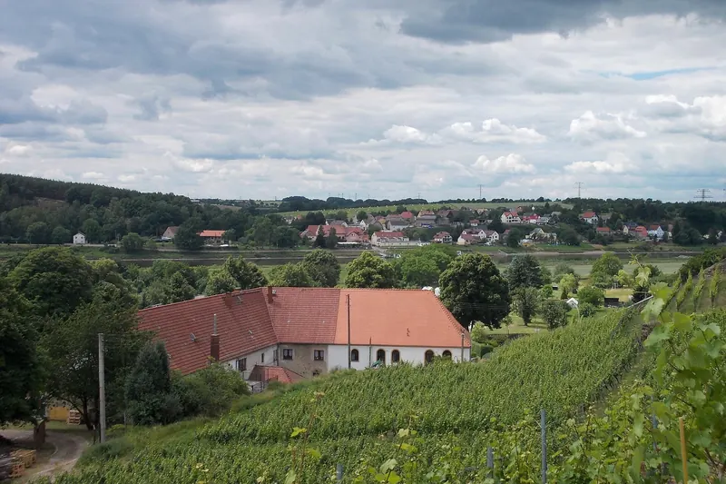 A terraced vineyard above the Elbe near Seußlitz, Saxony