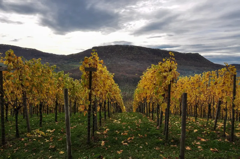 Vineyard terraces above the Neckar Valley in autumn