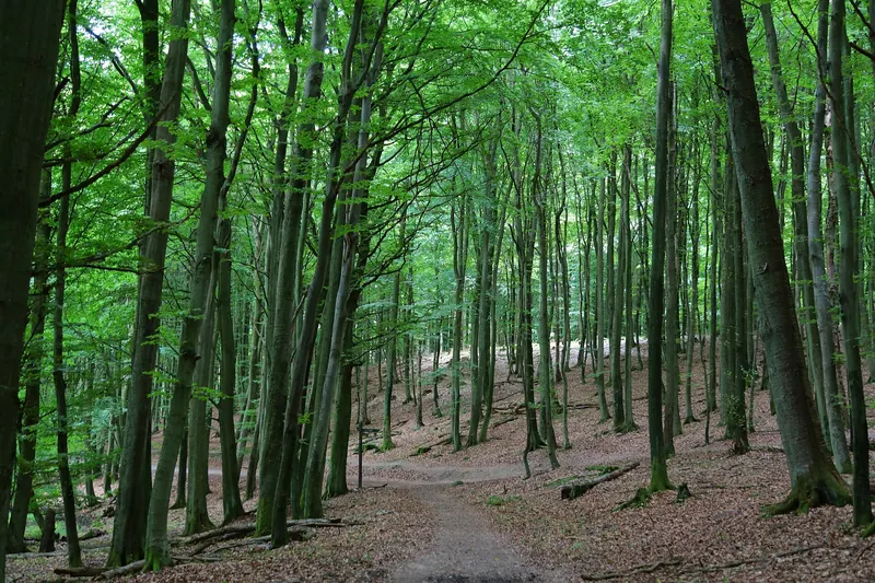 The beech forest of the Stubnitz, crossed by Jasmund's cliff-top hiking trail
